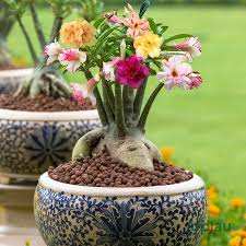 Multigrafted Plant