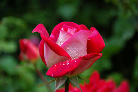Flower plants