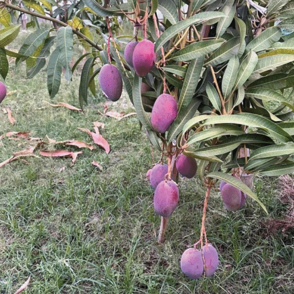 মিয়াজাকি আম - Image 3