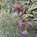 মিয়াজাকি আম