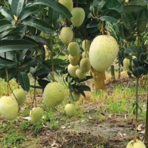 গৌরোমোতি  আম