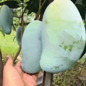 তিন স্বাদ  আম