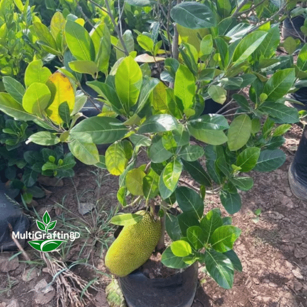বারোমাসি কলমের কাঠাল | MultiGrafting BD