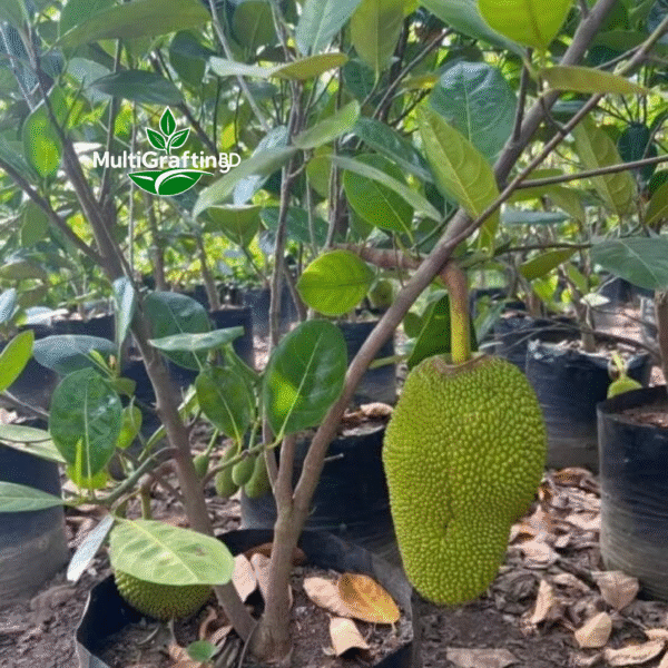 বারোমাসি কলমের কাঠাল | MultiGrafting BD
