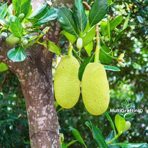 বারোমাসি কলমের কাঠাল | MultiGrafting BD