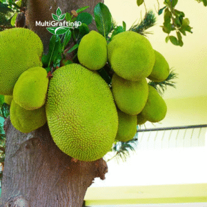 বারোমাসি কলমের কাঠাল | MultiGrafting BD