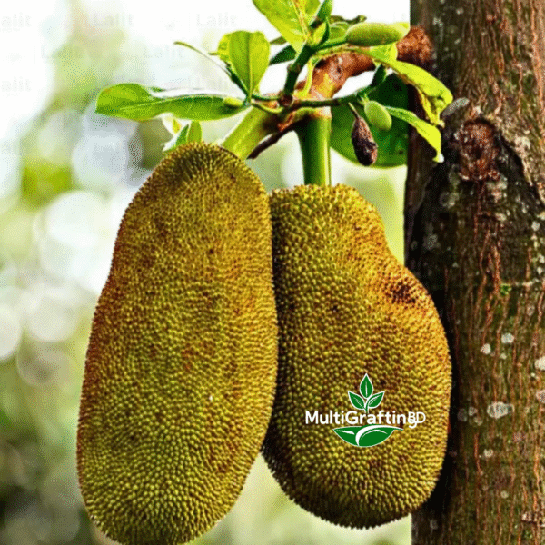 বারোমাসি কলমের কাঠাল | MultiGrafting BD