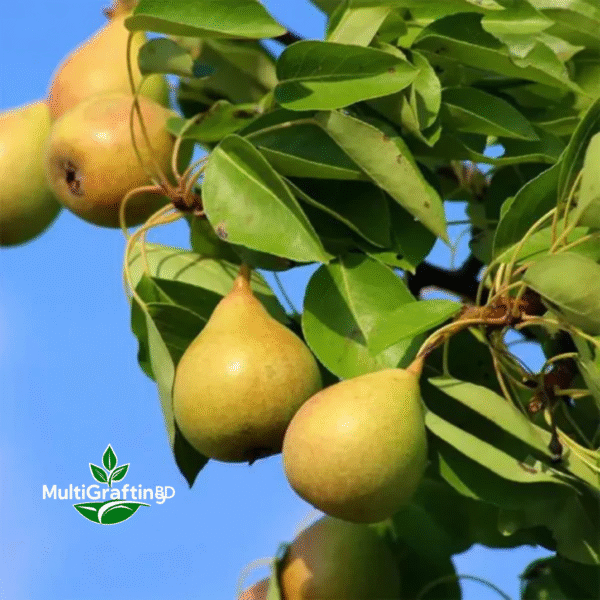 নাশপাতি ফলের কলম চারা | Grafted Pear Fruit Plant | MultiGrafting BD