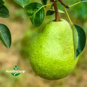 নাশপাতি ফলের কলম চারা | Grafted Pear Fruit Plant | MultiGrafting BD