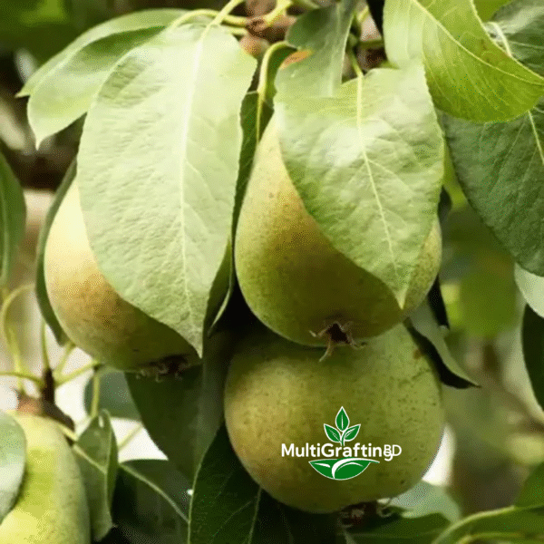 নাশপাতি ফলের কলম চারা | Grafted Pear Fruit Plant | MultiGrafting BD