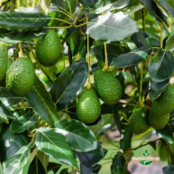 অ্যাভোকাডো কলম চারা | Avocado Grafted Plant | Multigrafting BD