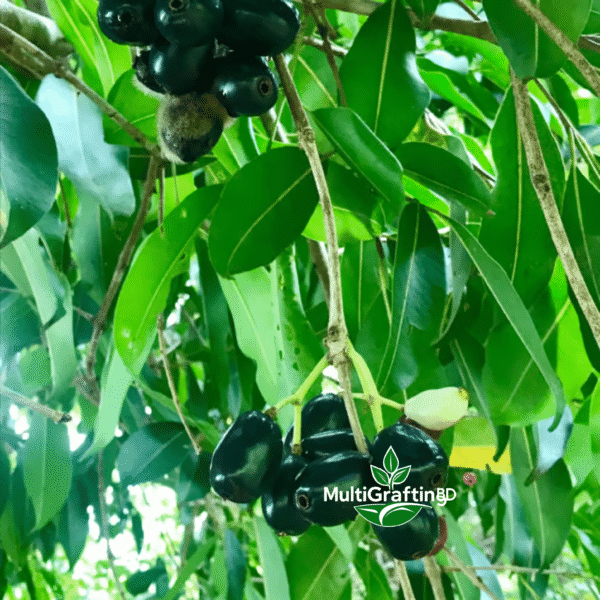 কালো জামের কলম চারা | Black Jamun Grafted Plant | MultiGrafting BD