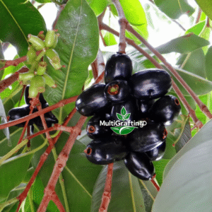 কালো জামের কলম চারা | Black Jamun Grafted Plant | MultiGrafting BD