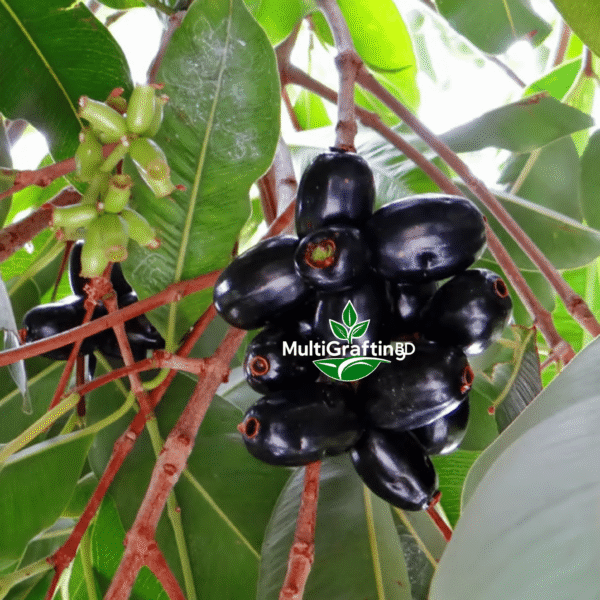 কালো জামের কলম চারা | Black Jamun Grafted Plant | MultiGrafting BD