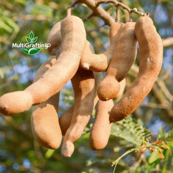 মিষ্টি তেঁতুল কলম চারা | Sweet Tamarind Grafted Plant | MulitGrafting BD