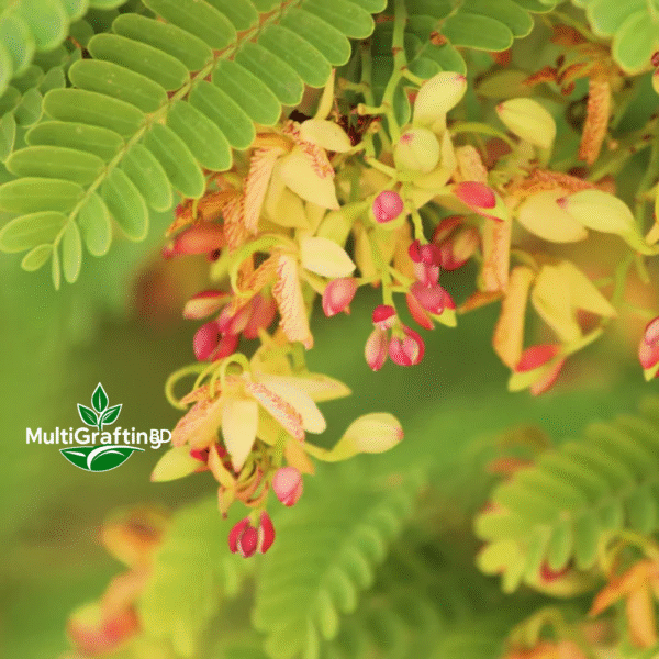 মিষ্টি তেঁতুল কলম চারা | Sweet Tamarind Grafted Plant | MulitGrafting BD