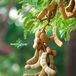 মিষ্টি তেঁতুল কলম চারা | Sweet Tamarind Grafted Plant |MultiGrafting BD