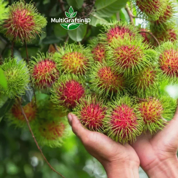 কলমের লাল রাম্বুটান গাছ | MultiGrafting BD