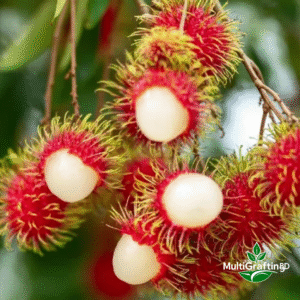 কলমের লাল রাম্বুটান গাছ | MultiGrafting BD