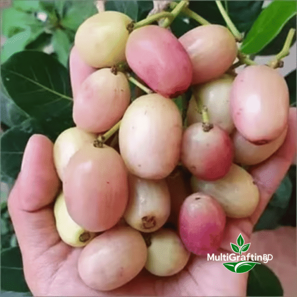 সাদা জামের কলম চারা | White Jamun Fruit Plant | MultiGrafting BD