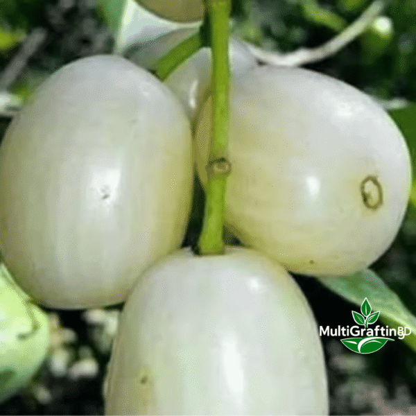 সাদা জামের কলম চারা | White Jamun Fruit Plant | MultiGrafting BD