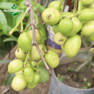 সাদা জামের কলম চারা | White Jamun Fruit Plant | MultiGrafting BD