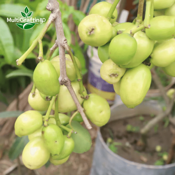 সাদা জামের কলম চারা | White Jamun Fruit Plant | MultiGrafting BD